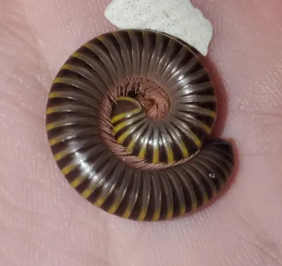 Yellow banded millipede in curled defensive posture showing distinctive black body with yellow bands