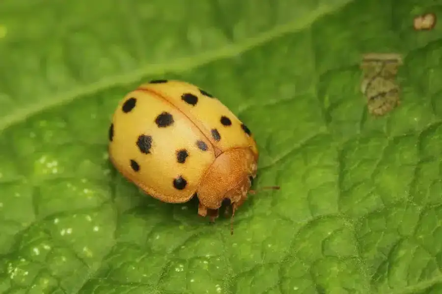 Mexican bean beetle showing copper-tan color and black spots on leaf