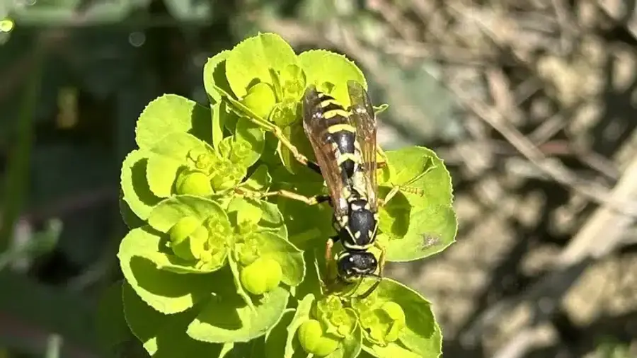 Close-up of a paper wasp on a green plant showing body features