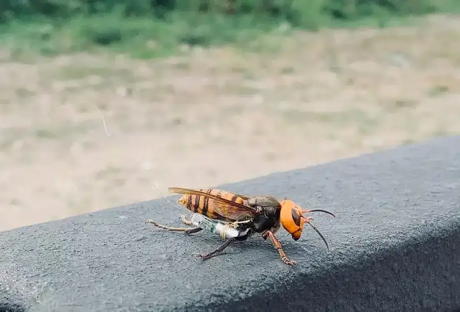 Yellow-faced hornet resting on railing