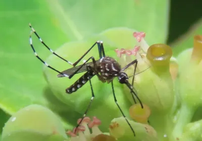 Yellow fever mosquito resting on green flower buds, showing white-banded legs and white scale markings on its dark body