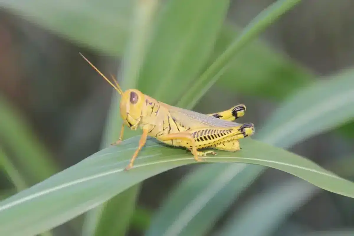 Yellow grasshopper on green leaf