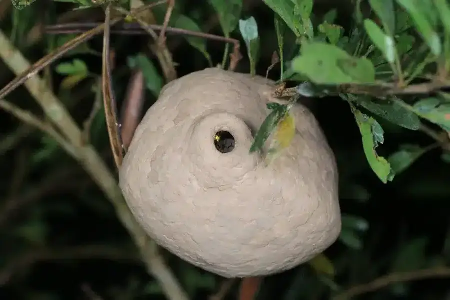 Spherical yellow jacket nest in shrub