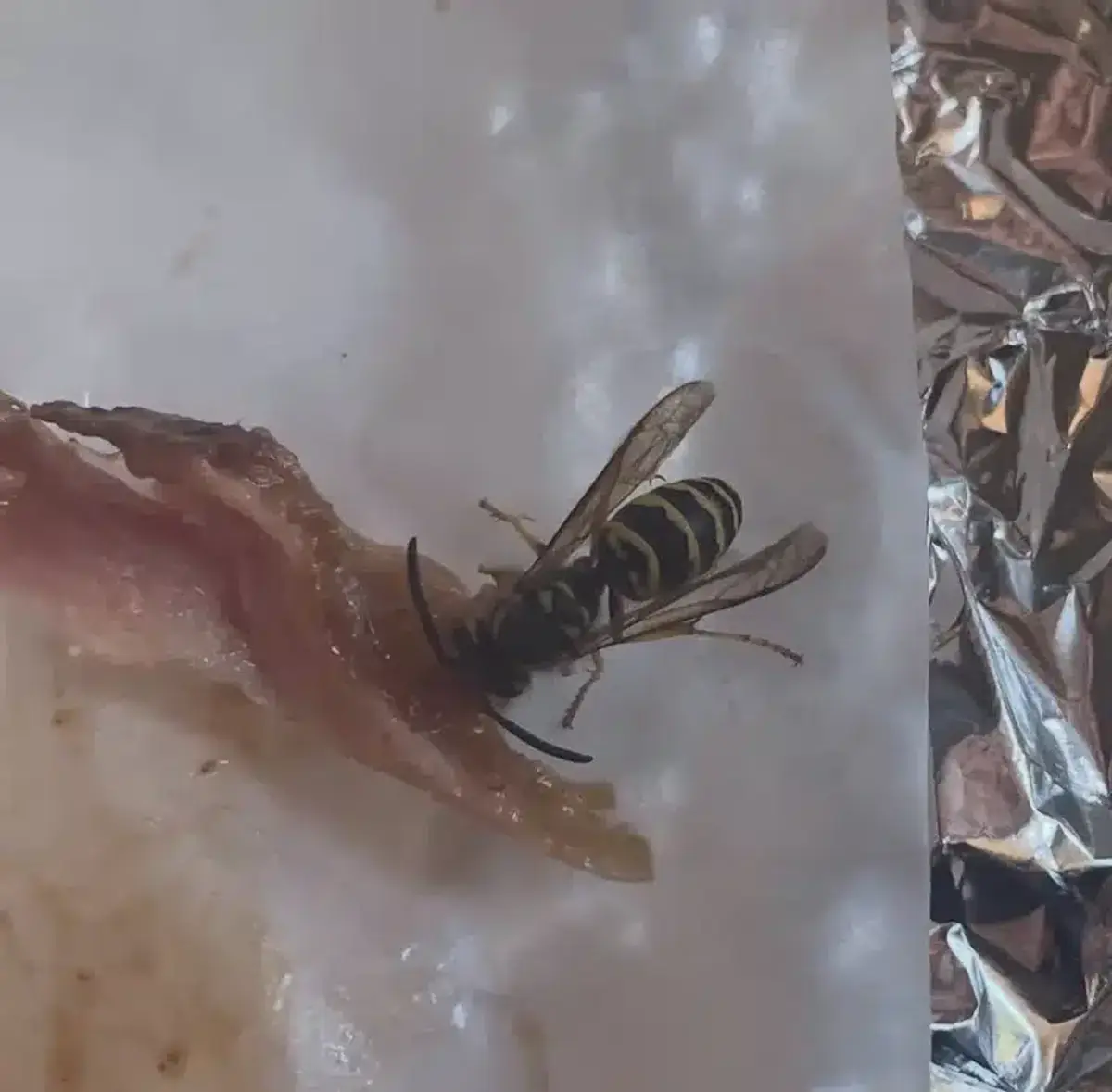 Yellow jacket wasp feeding on food outdoors