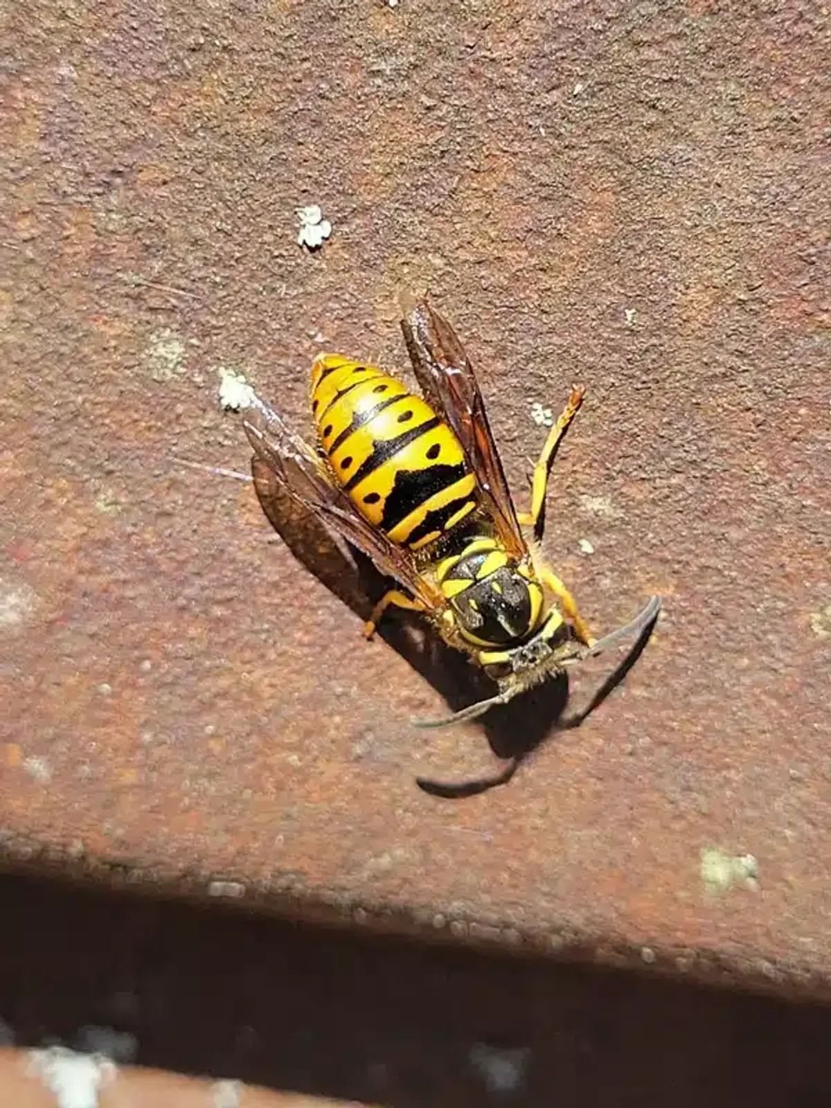 Close-up of a yellow jacket wasp showing identification markings
