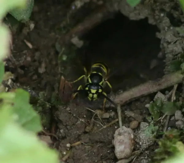 How Many Yellow Jacket Stings Are Dangerous?