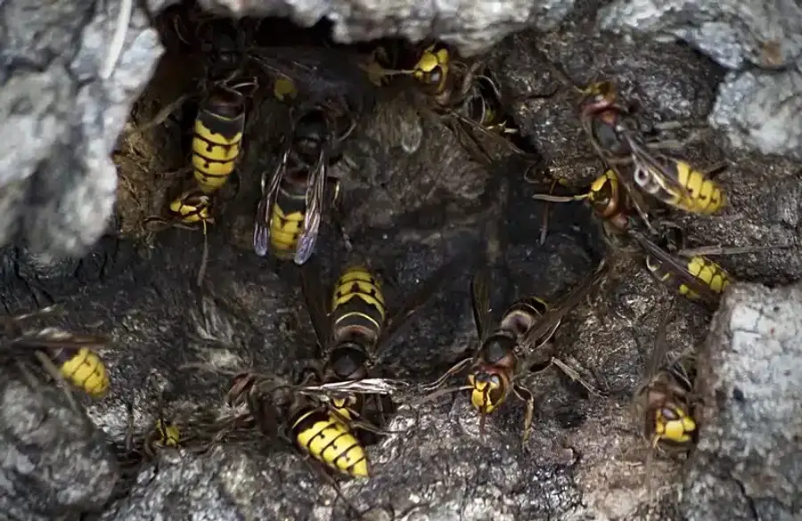 Hornets near their nest entrance in tree bark