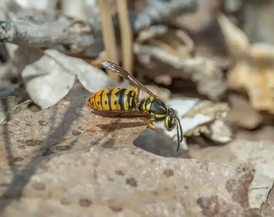 Yellow jacket wasp foraging in natural outdoor leaf litter environment