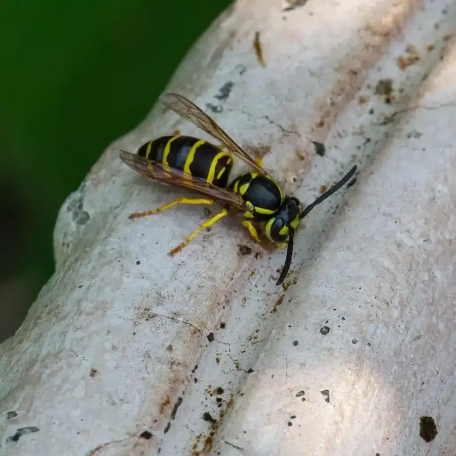 Yellow jacket profile showing distinctive markings