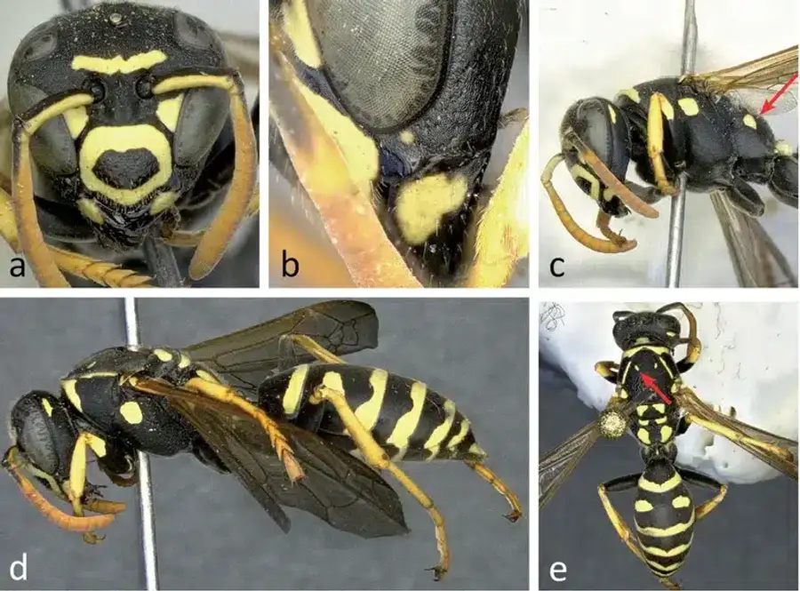 Yellowjacket wasps showing bold striped pattern