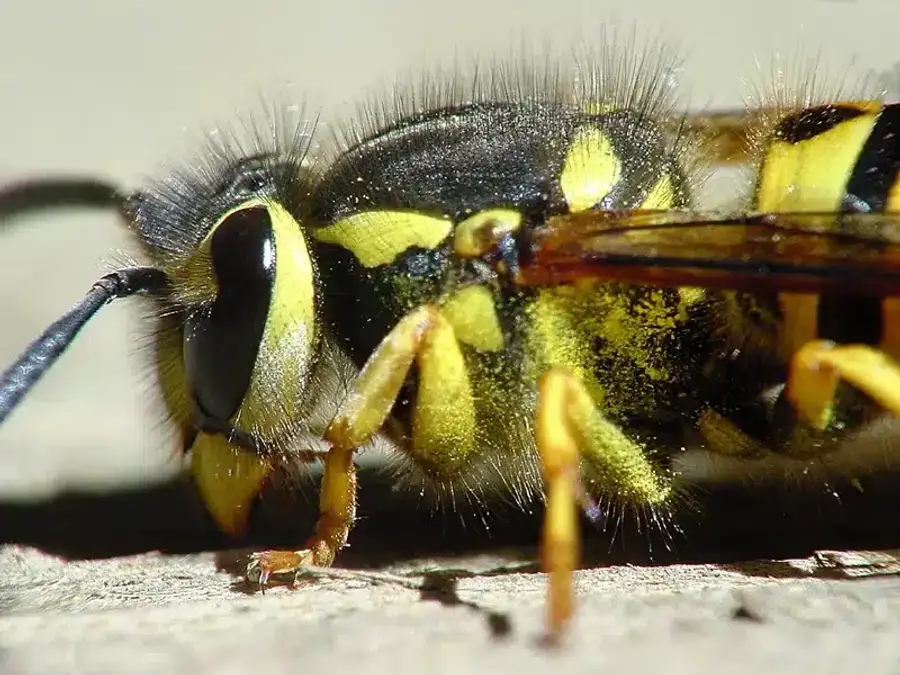 Close-up of a yellow jacket wasp