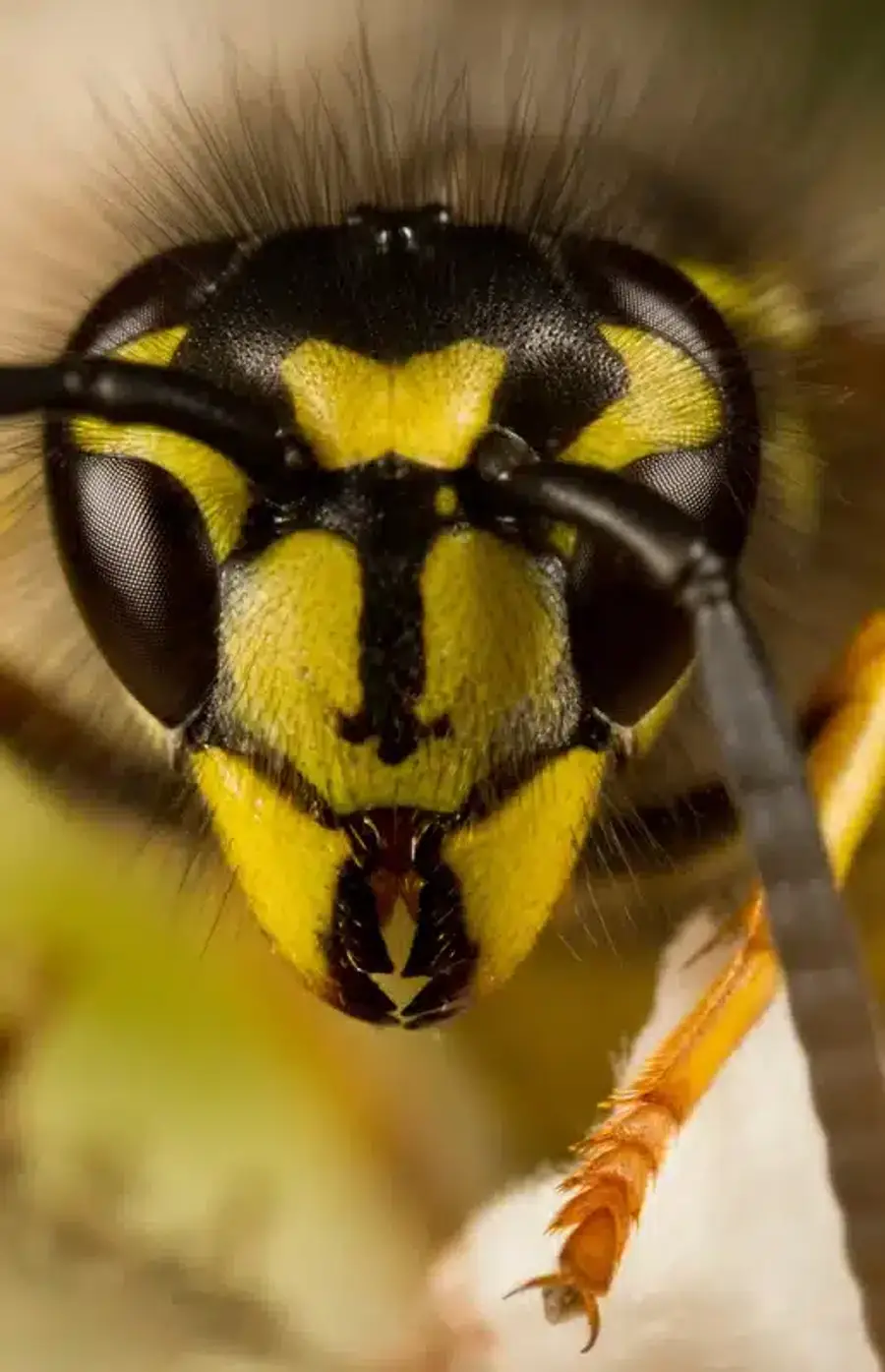Close-up of yellow jacket wasp