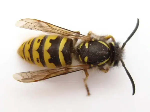 Ground Hornet Facts: Appearance and Effective Treatments