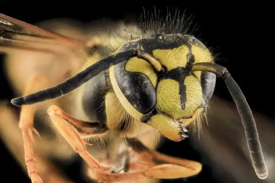 Close-up of a yellow jacket wasp