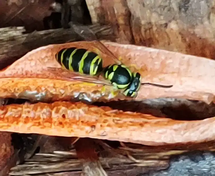 Detailed macro view of yellow jacket body markings and coloring