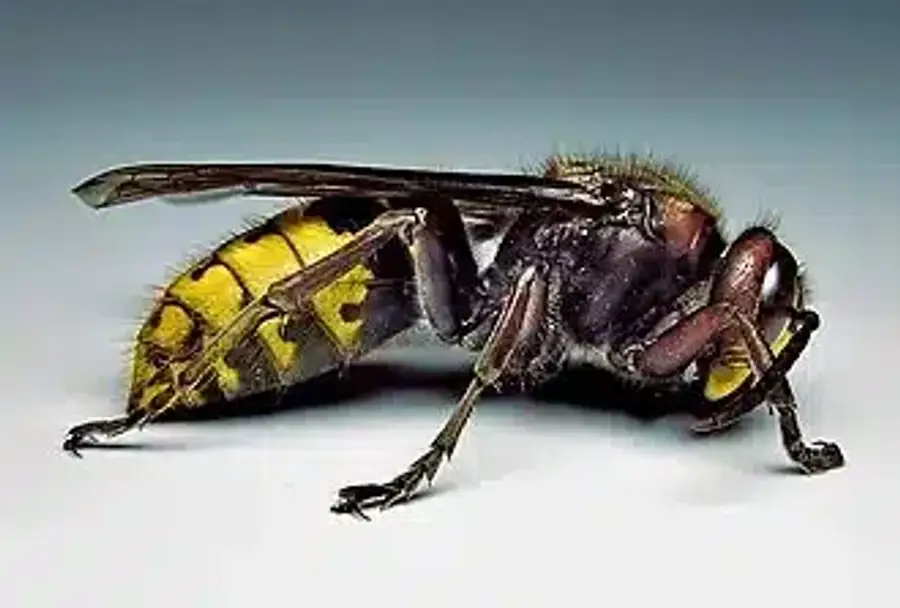 Close-up of a yellow jacket wasp
