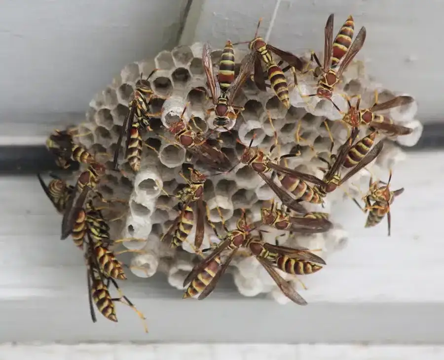 Yellow jacket wasps on nest