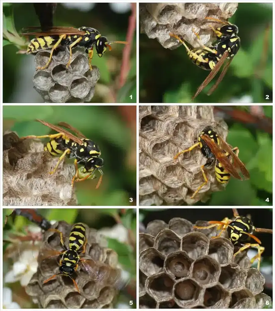 Yellowjacket wasp on nest