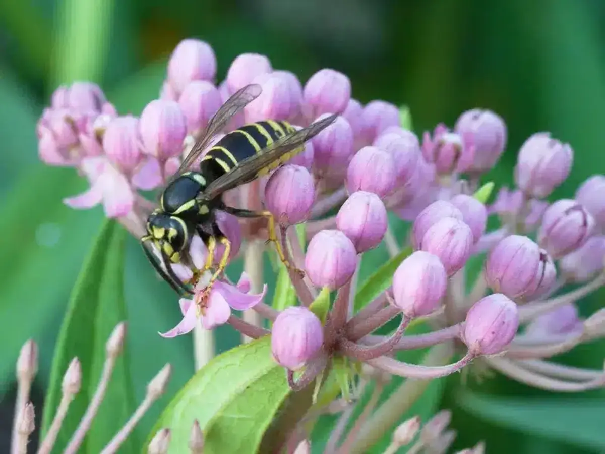 Yellow jacket wasp on pink flowers showing yellow and black striped pattern