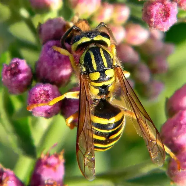 When Do Yellow Jackets Come Out? Seasonal Activity & Control