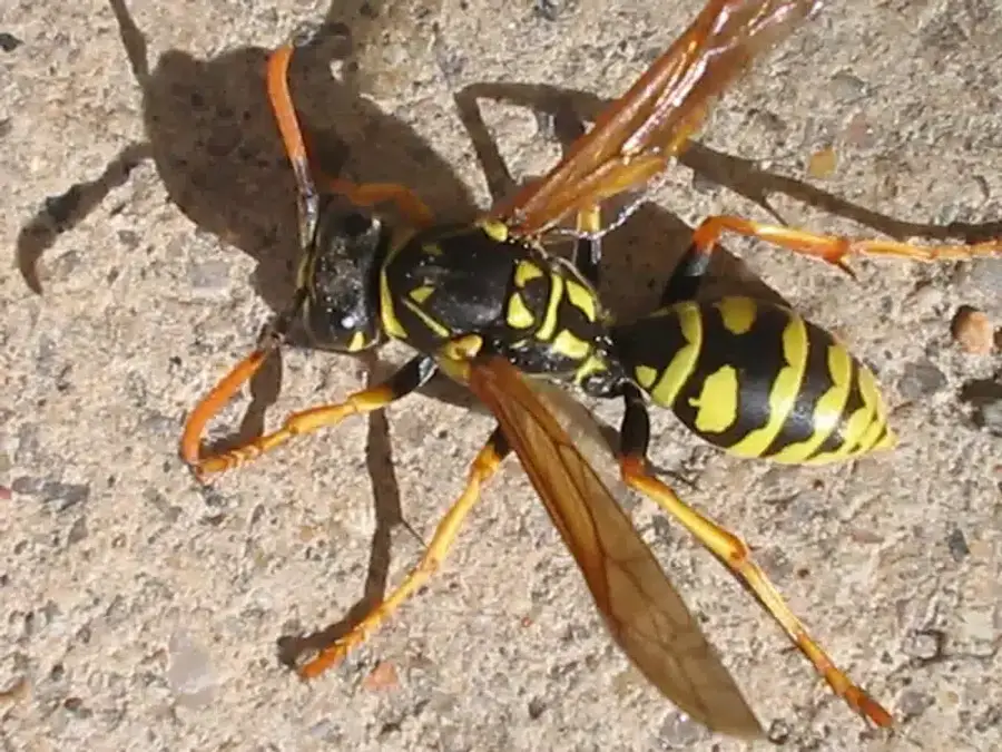 Yellow jacket wasp on a surface