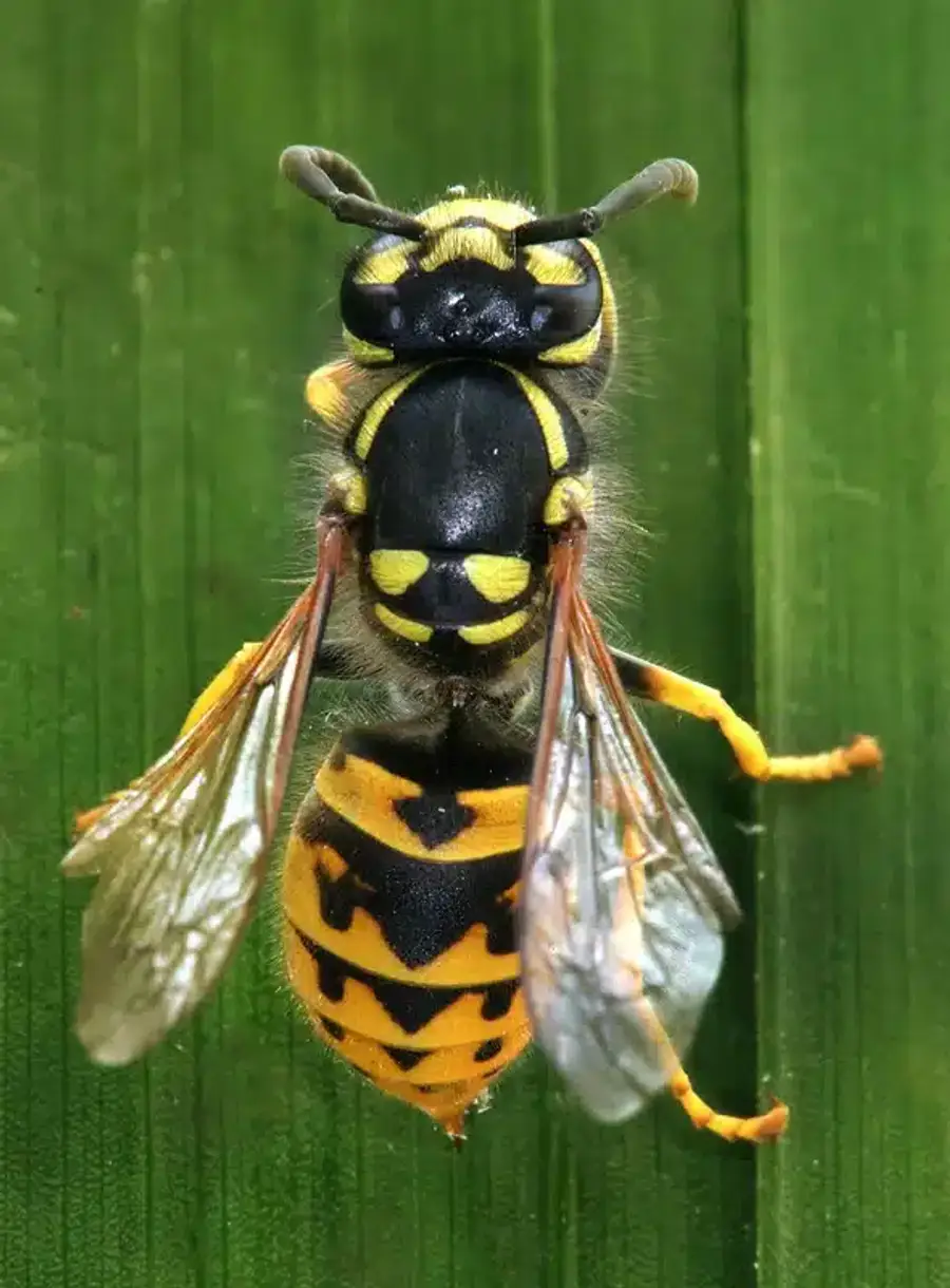 Yellow jacket wasp on green leaf