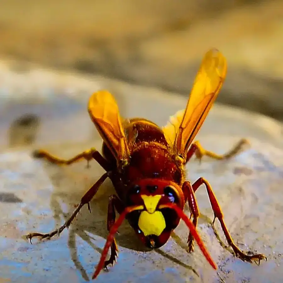 Yellow jacket wasp on a rock