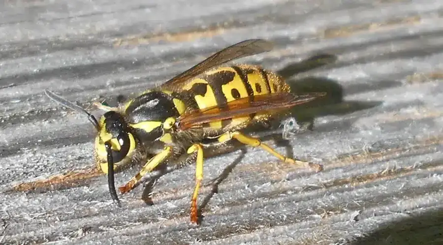 Close-up of a yellow jacket wasp