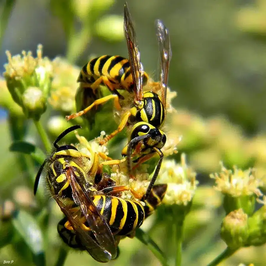 Yellow jacket wasps on flowers