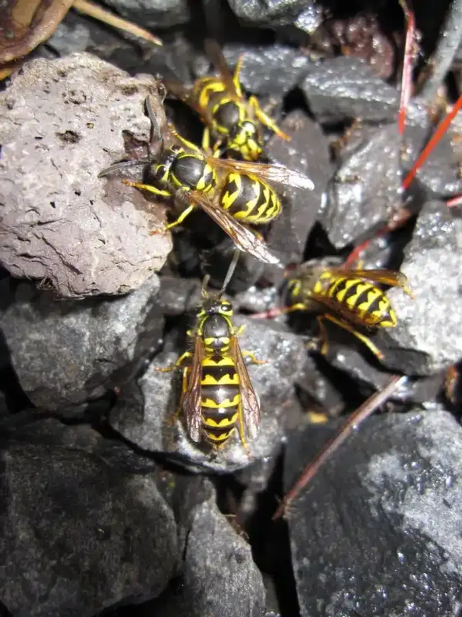 Yellow jacket wasps on rocky surface