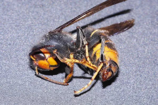 Side view of a yellow-legged hornet showing its dark body and characteristic yellow legs
