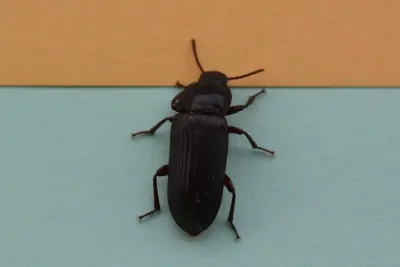 Top-down view of a yellow mealworm beetle on a colored surface showing its complete dark brown elongated body and all legs