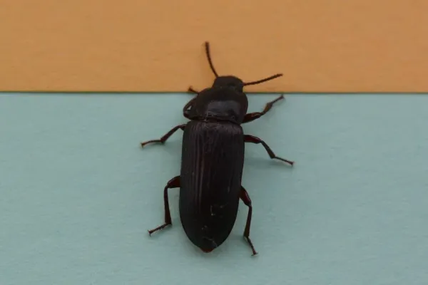 Top-down view of a yellow mealworm beetle on a colored surface showing its complete dark brown elongated body and all legs