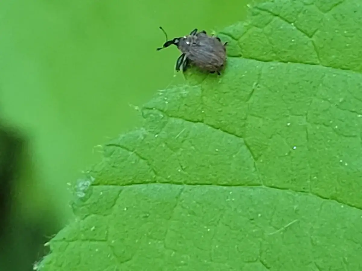 Small dark yellow-poplar weevil on a green leaf