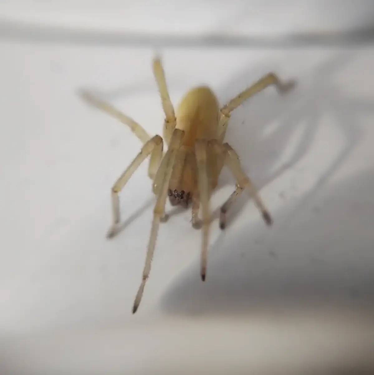 Pale yellow sac spider with long front legs on a light surface