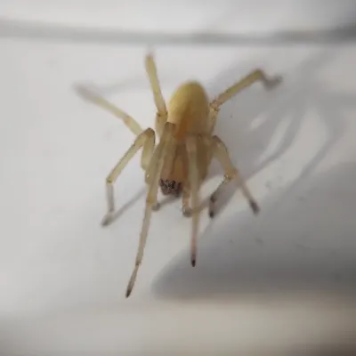 Yellow Sac Spiders