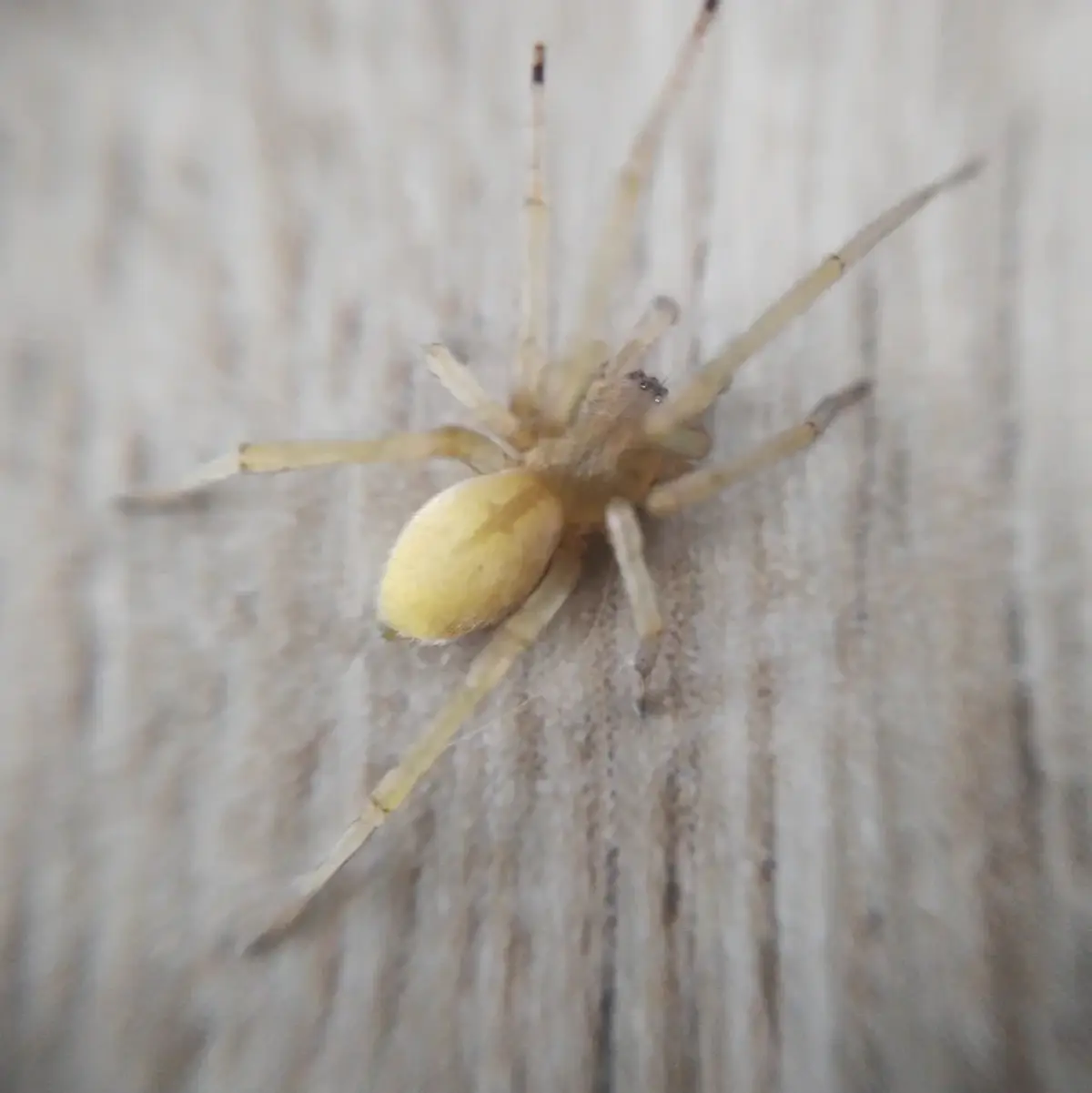 Pale yellow sac spider with a cream abdomen and long pale legs on a wooden surface