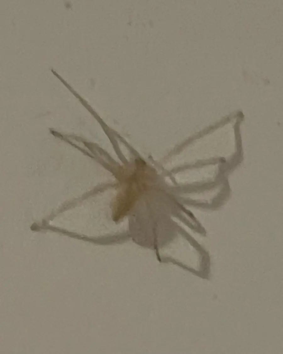 Yellow sac spider on wall showing pale coloration