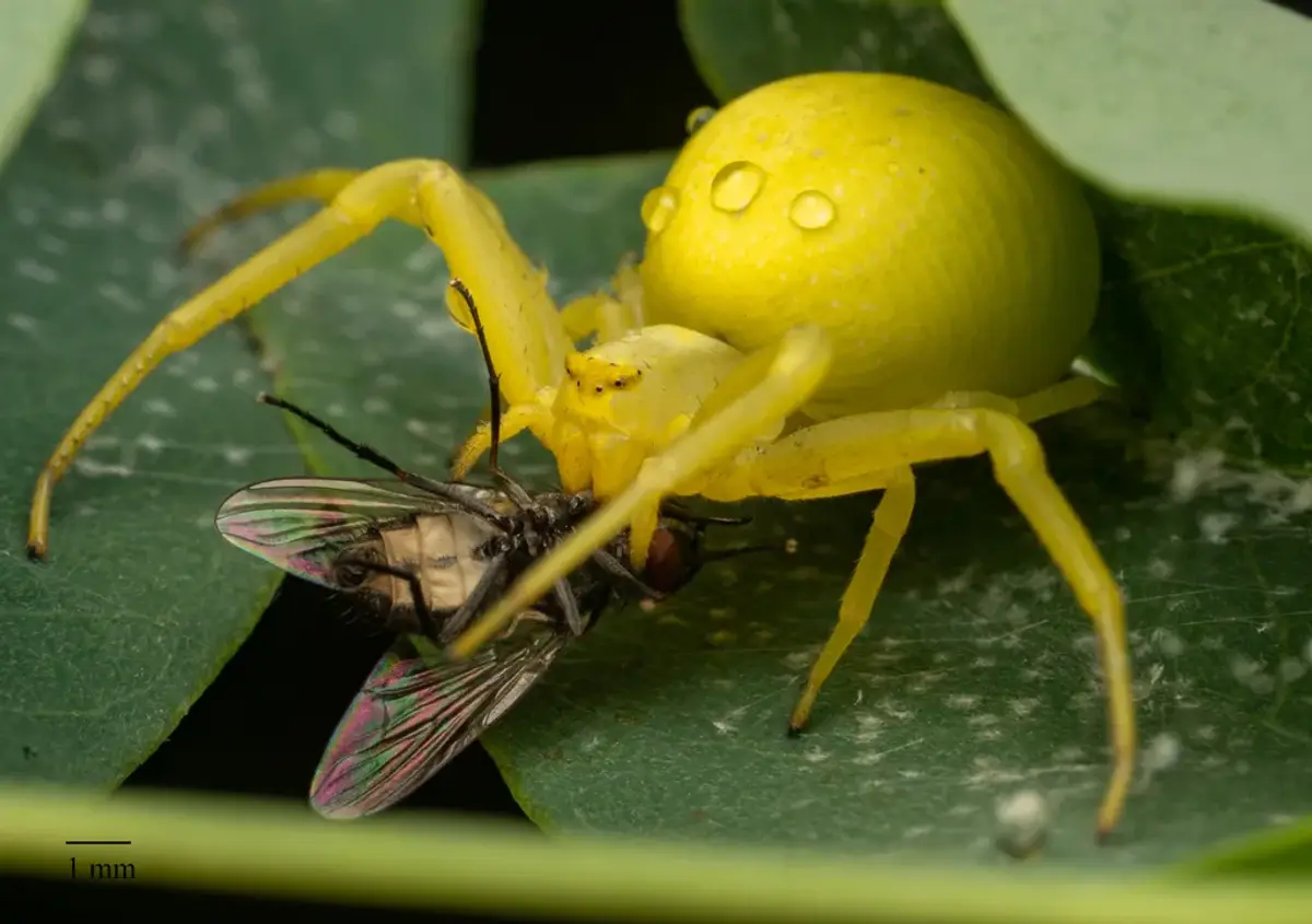 Bright yellow goldenrod crab spider holding a fly on a green leaf