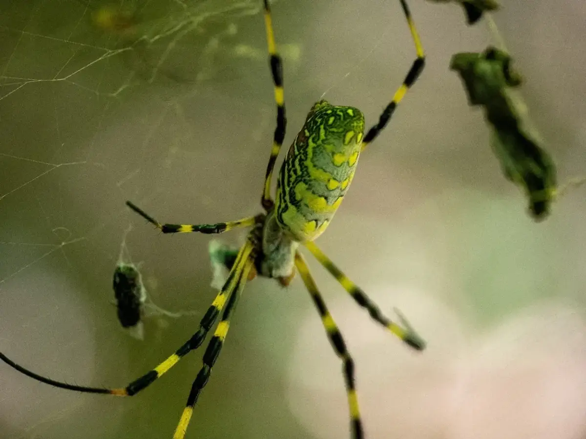 Female Joro spider with a yellow and blue-green banded abdomen and black legs with yellow bands