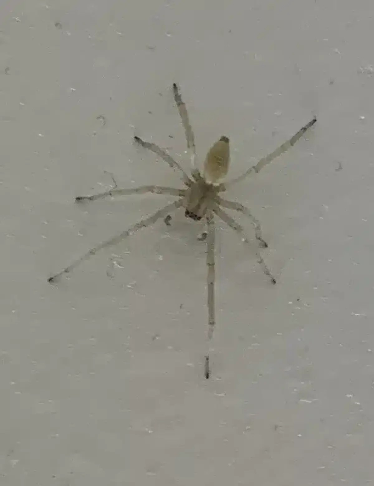 Yellow basement spider showing species variety