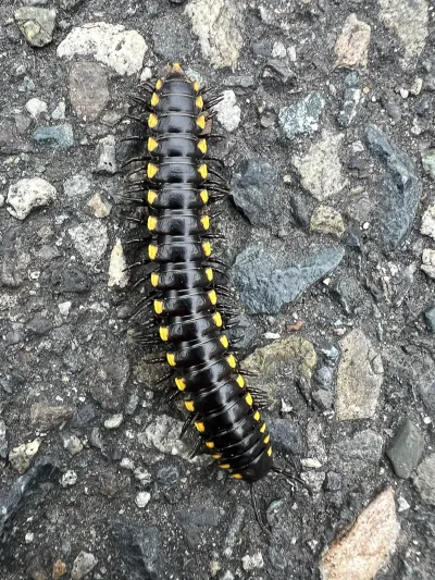 Yellow spotted millipede on rocky surface showing distinctive black body with yellow markings along its sides