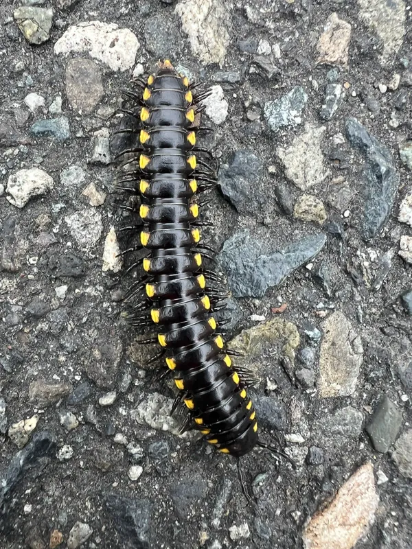 Yellow spotted millipede on rocky surface showing distinctive black body with yellow markings along its sides