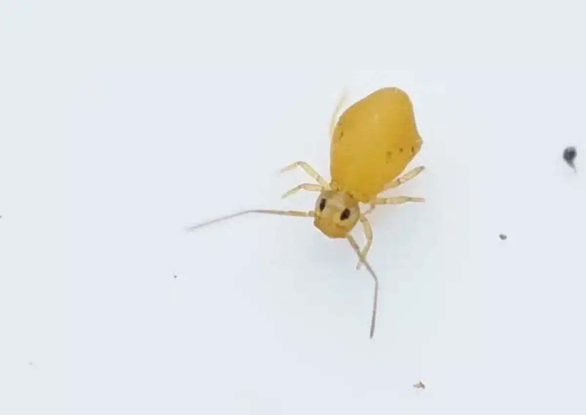 Pale yellow springtail showing identification features