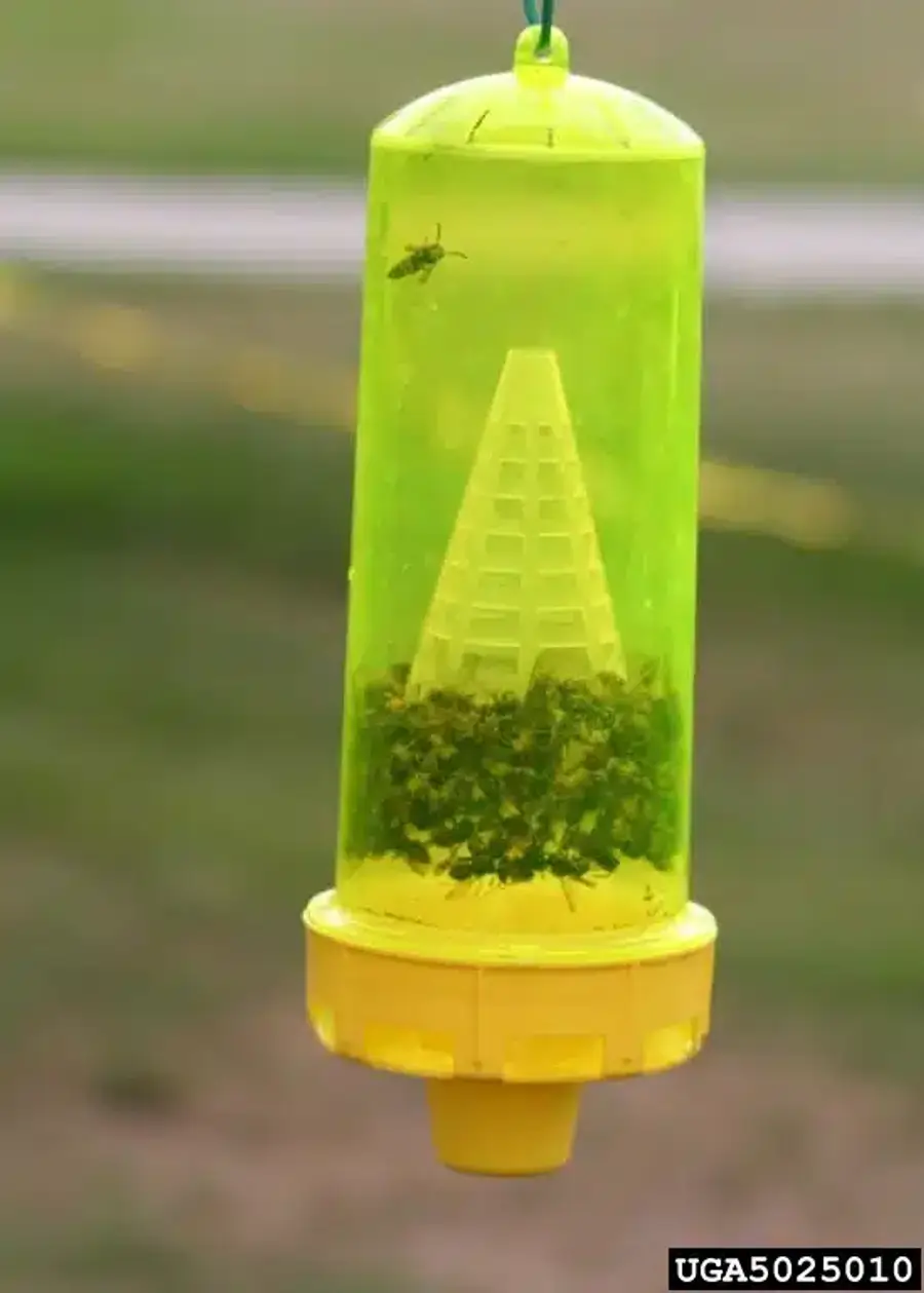 Yellow wasp trap with insects inside