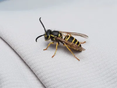 A yellowjacket wasp on a white fabric surface showing distinctive black and yellow striped body, wings, and antennae