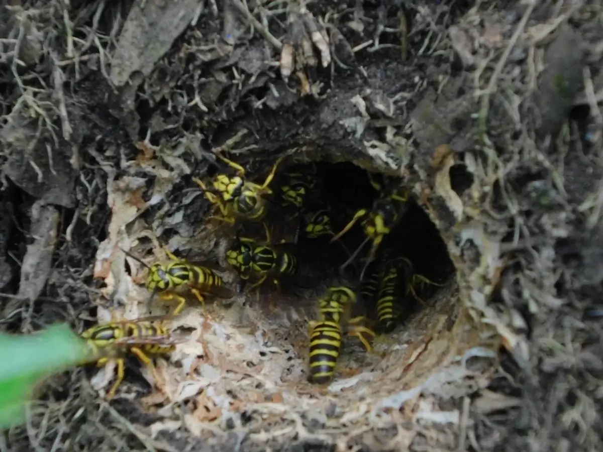 Yellowjackets crowding the entrance of an underground nest in a lawn
