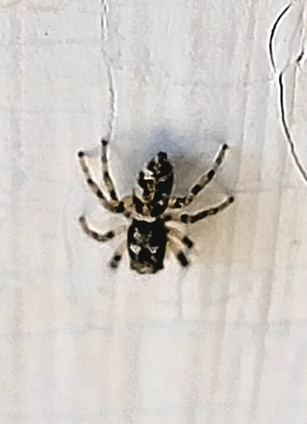 Dorsal view of zebra jumping spider on white wall showing distinctive black and white striped pattern on abdomen and legs