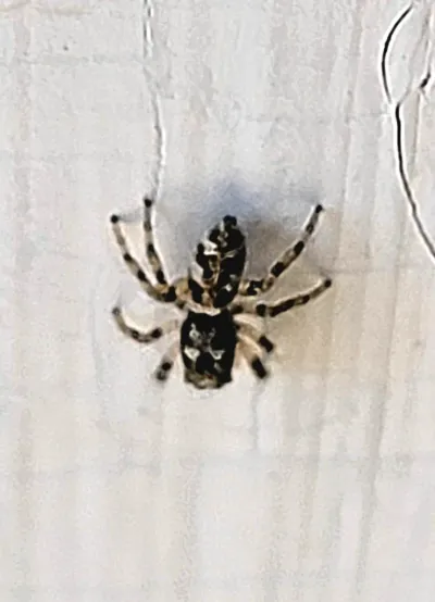 Dorsal view of zebra jumping spider on white wall showing distinctive black and white striped pattern on abdomen and legs