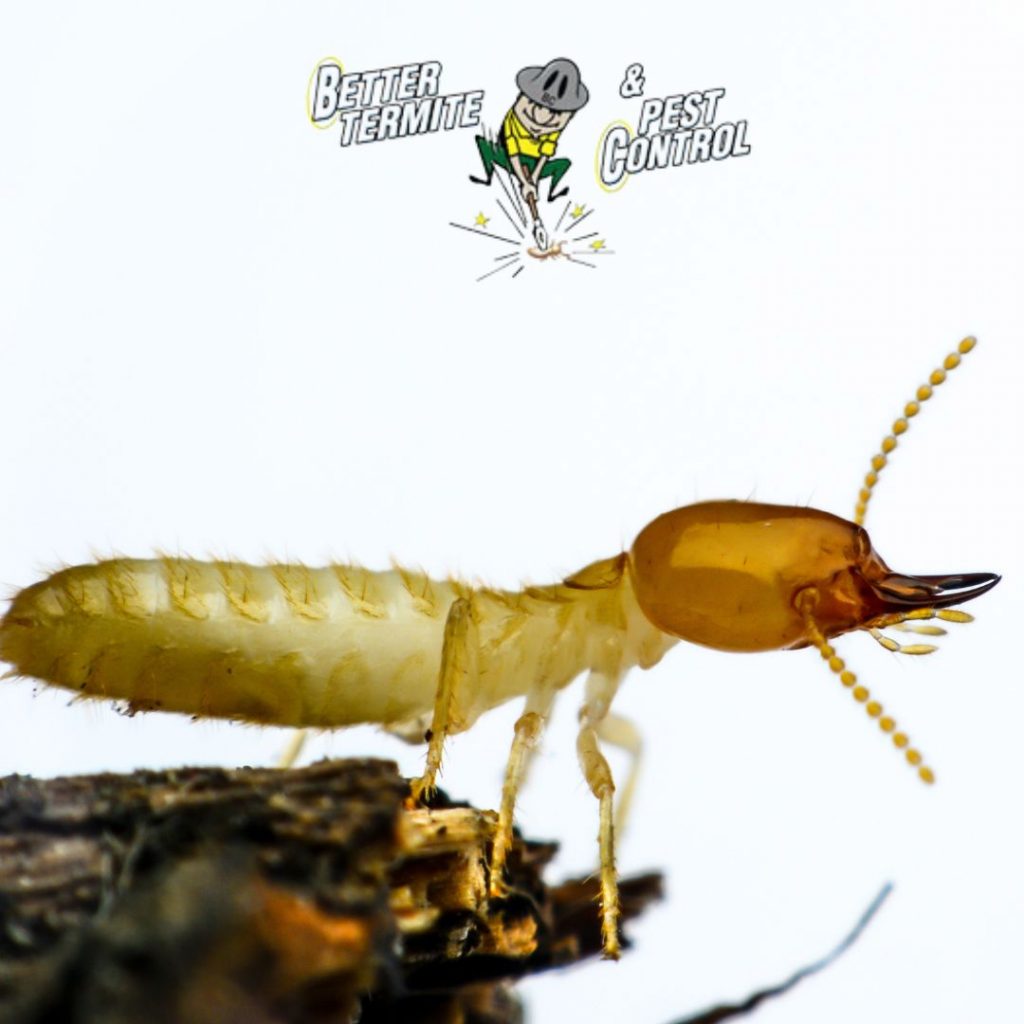 Termite Control Tips That Will Help Protect Your Home - Better Termite 